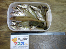 kazLee氏2015.5.2
