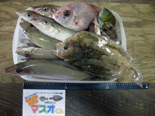 kazLee氏2015.7.19