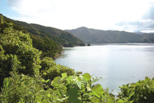 猪串湾の風景
