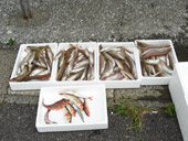 本日の釣果、良型ぞろいです