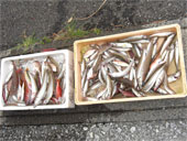 本日の釣果、ざっと200匹弱