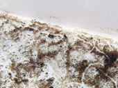 春に生まれたゴカイの稚虫、砂の上の筋はゴカイの動いた跡です
